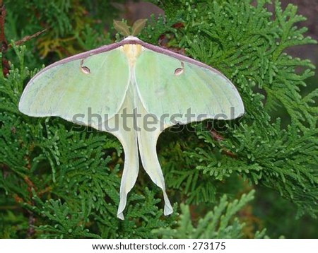 Luna Moth on cedar bush