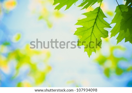 Spring Or Summer Green Leaves border