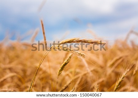 A Barley Field With Shining Golden Barley Ears In Late Summer / Golden Barley Ears