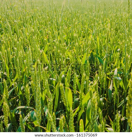 Barley Field With Shining Green Barley Ears In Early Summer