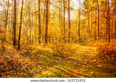 Path road way pathway with trees on a sunny day in autumn yellow forest. Russian nature
