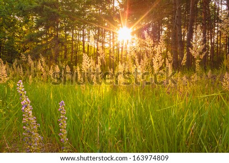 Sunlight Through Green Forest, Summer Time Background