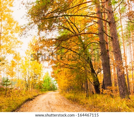 Path road way pathway with trees on a sunny day in autumn yellow forest. Background