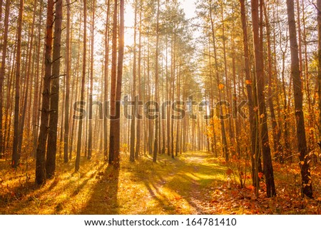 Path road way pathway with trees on sunny day in autumn yellow forest. Sunbeams, sunlight pour through trees in summer autumn forest. Russian nature