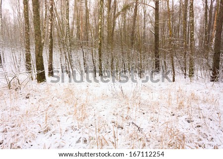 First snow covered the dry yellow grass in forest. Russian nature.