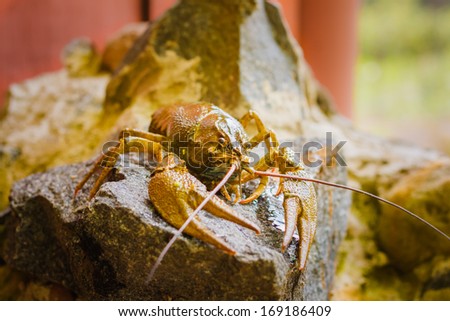 Brown Crawfish On Stone Near The River