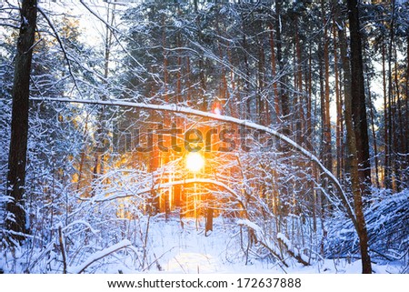 Sun rays sunset in winter forest woods between the trees strains. Russian nature