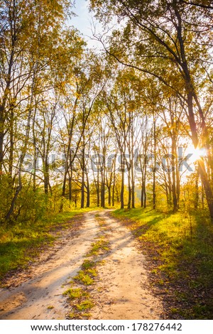 Path Road Way Pathway With Trees On Sunny Day In Autumn Yellow Forest. Sunbeams Pour Through Trees In Summer Autumn Forest. Russian Nature