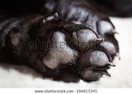 Dog labrador paw with pads on a light carpet. Black labrador puppy sleeping in her bed