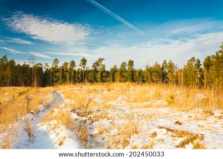 First snow covered the dry yellow grass in forest. Russian nature.