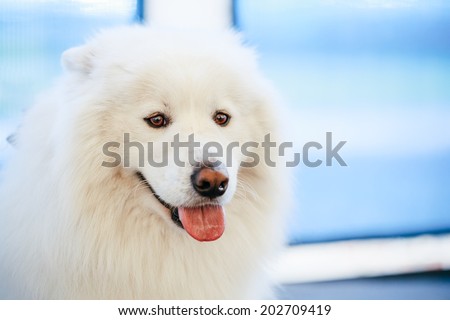White Samoyed dog close up portrait