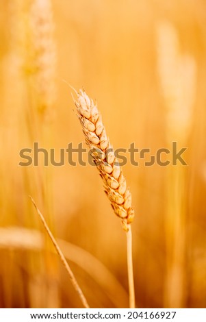 Yellow wheat ears field background. Rich harvest wheat field, fresh crop of wheat ears.