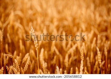 Yellow wheat ears field background. Rich harvest wheat field, fresh crop of wheat ears.