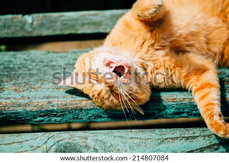Red Kitten Cat Sleeps On A Bench In Park In Hot Summer Day