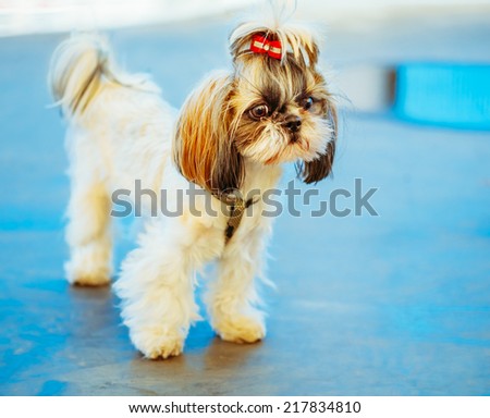 Cute Shih Tzu White Toy Dog On Blue Floor Indoors