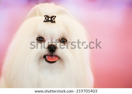 Cute Shih Tzu White Toy Dog Indoors On Pink Background