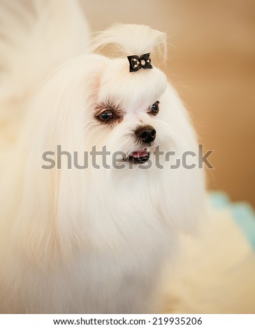 Cute Shih Tzu White Toy Dog Indoors