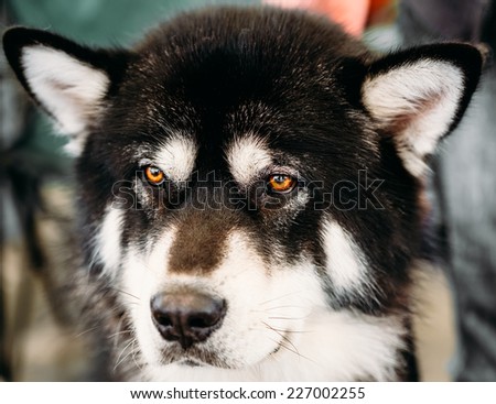 Gray Sad Adult Alaskan Malamute Dog Close Up Portrait