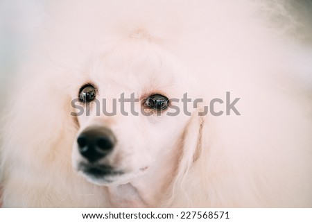 White Adult Standard Poodle Dog Close Up Portrait