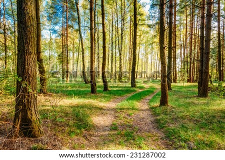 Path Road Way Pathway With Trees On Sunny Day In Summer Forest. Sunbeams Pour Through Trees. Russian Nature