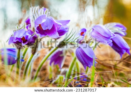 Wild Spring Flowers Pulsatilla Patens. Flowering Plant In Family Ranunculaceae, Native To Europe, Russia, Mongolia, China, Canada And United States.