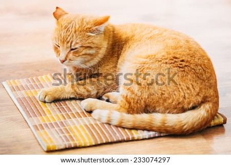 Peaceful Orange Red Tabby Cat Male Kitten Curled Up Sleeping In His Bed On Laminate Floor.