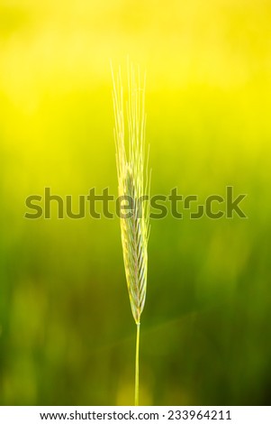 Green Wheat In Field At Sunset. Late Spring, Early Summer.