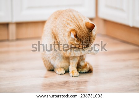 Peaceful Orange Red Tabby Cat Male Kitten Lick Washes Itself On Laminate Floor.