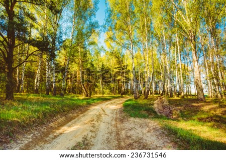 Path Road Way Pathway With Trees On Sunny Day In Summer Forest. Sunbeams Pour Through Trees. Russian Nature