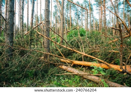 Windfall in forest. Storm damage. Fallen trees in coniferous forest after strong hurricane wind in Russia