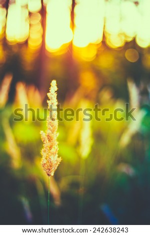Dry Green Grass Field In Sunset Sunlight. Beautiful Yellow Sunrise Light Over Meadow. Summer In Russia
