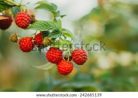 Raspberries. Growing Organic Berries Closeup. Ripe Raspberry In The Fruit Garden. Toned Instant Photo
