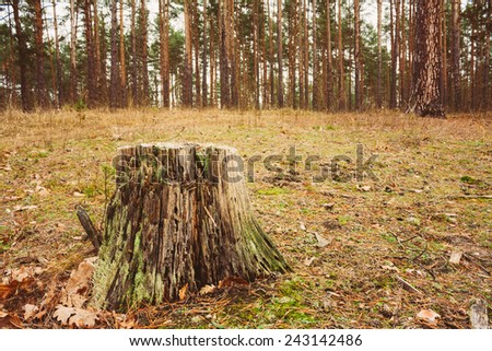 Stump In The Autumn Forest. Russian Nature Fall Landscape