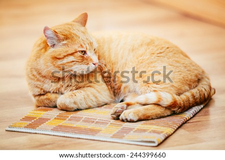 Peaceful Orange Red Tabby Cat Male Kitten Curled Up Lying In His Bed On Laminate Floor.