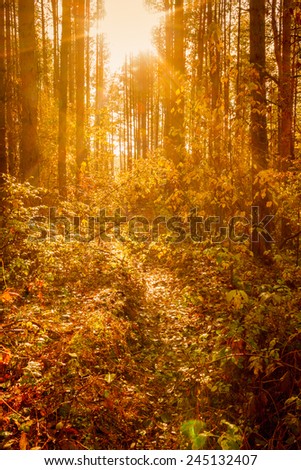 Sunbeams Through Trees In Summer Autumn Forest. Russian Nature