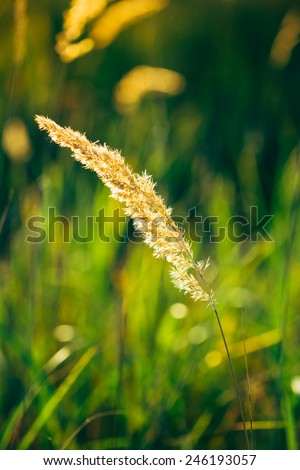 Dry Green Grass Field In Sunset Sunlight. Beautiful Yellow Sunrise. Summer In Russia
