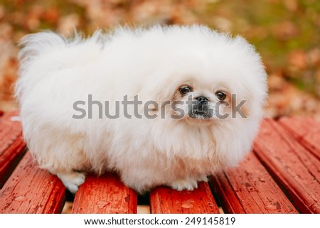 White Pekingese Pekinese Peke Whelp Puppy Dog Sitting On Wooden Bench In Autumn Park