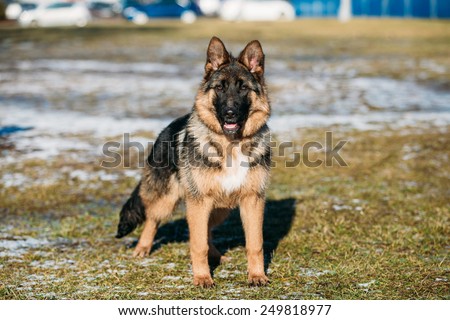 Beautiful Young Brown German Shepherd Puppy Dog Staying Outdoor In Spring