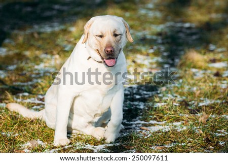 Beautiful White Labrador Retriever Lab Dog Staying Outdoor In Spring