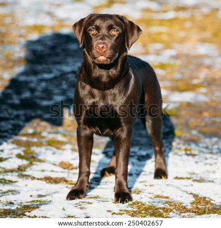 Beautiful Brown Dog Lab Labrador Retriever Staying Outdoor In Spring