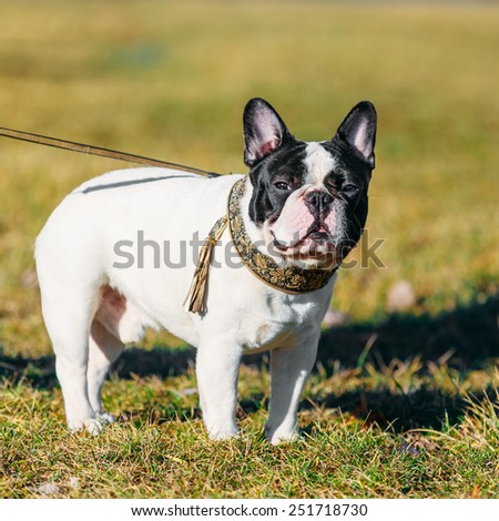 Beautiful French Bulldog Puppy Dog Pup Puppy Whelp Outdoor In Spring