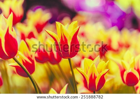 Yellow And Red Flowers Tulips In Spring Garden Flower Bed. Instant Toned Photo