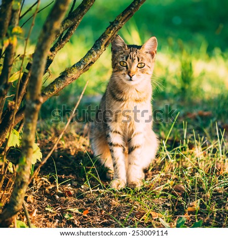 Cute Tabby Gray Cat Kitten Pussycat Sitting In Grass Outdoor In Sunny Summer Evening