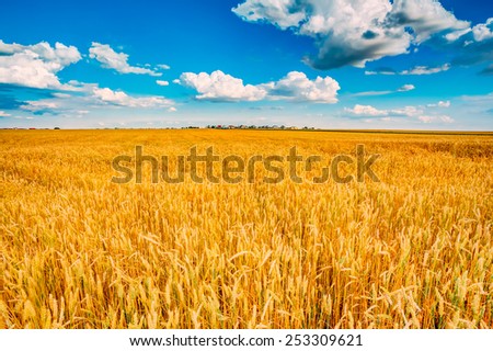 Backdrop of yellow wheat ears field on the cloudy blue sky background. Rich harvest wheat field, fresh crop of wheat.