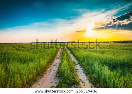 Sunset over rural dirty  countryside road in green wheat field. Summer meadow, sunrise instant toned photo