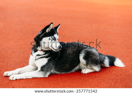 Young Husky Puppy Dog Sitting In Red Floor Tennis Court Outdoor
