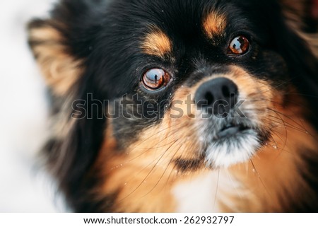 Mixed Breed Small Size Black And Brown Colors Dog Close Portrait