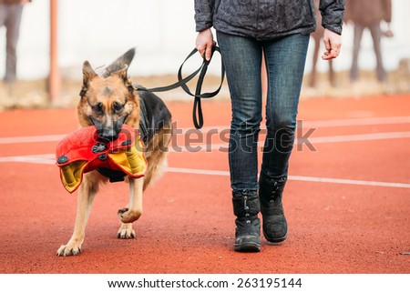 GOMEL, BELARUS - February 21, 2014: German shepherd dog training in Gomel Regional sports club and decorative dog-breeding. Bitting dog.