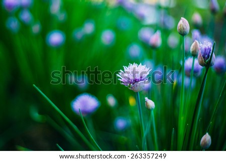 Flowers Of Decorative Purple Bow, Green Natural Background