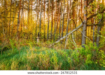 Windfall In Forest. Storm Damage. Fallen Tree In Coniferous Forest After Strong Hurricane Wind In Russia